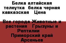 Белка алтайская телеутка, белка черная кавказская › Цена ­ 5 000 - Все города Животные и растения » Грызуны и Рептилии   . Приморский край,Арсеньев г.